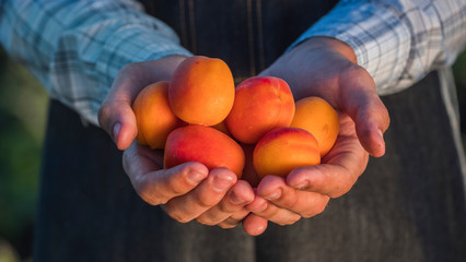 Farmer's hands hold several juicy spelled apricot