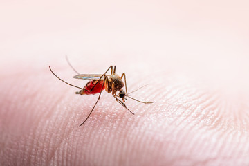 Encephalitis, Yellow Fever, Malaria Disease, Mayaro or Zika Virus Infected Culex Mosquito Parasite Insect on Skin Macro