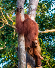 baby orangutan with its mom hunging from a tree