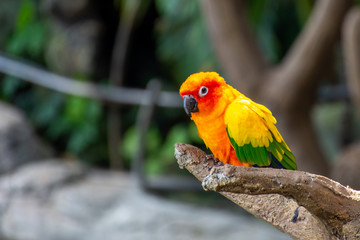 The sun parakeet beautiful colours of yellow, orange and red (Aratinga solstitialis), also known as the sun conure in South America perched in a tree.