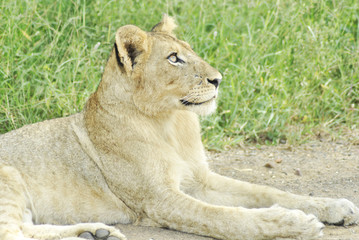 eye of the lion