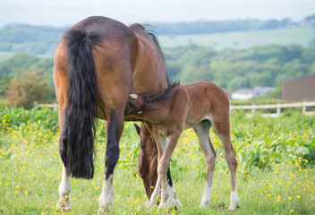 young horse feeding