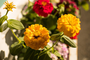 Ramos de flores en los puestos del mercado de Madrid