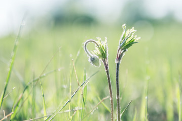 green grass with dew. raindrops on the grass in the sun.