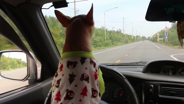 dog driving car