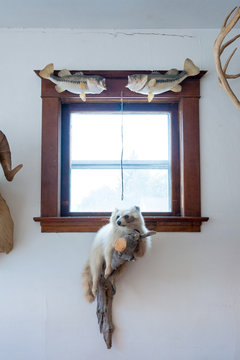 Racoon and fish taxidermy
