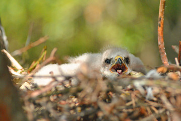 Hatchling the common kestrel (Falco tinnunculus, European kestrel, Eurasian kestrel, Old World kestrel) bird of prey species, falcon family Falconidae with open beak in nest, soft blurry background
