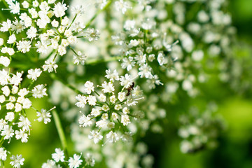 Flowering garden plant