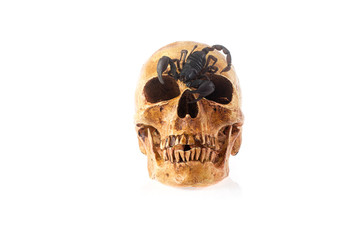 Human skull with scorpion on white background