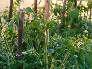 seedling tomatoes in the ground growing in a greenhouse