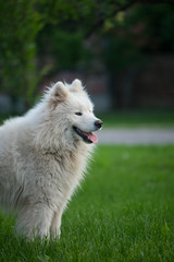 Young white male samoyed stands on green grass