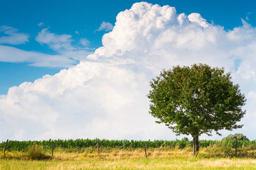 Landscape with tree and large white cloud