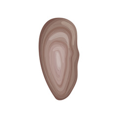 Closed fresh oyster shell. Vector illustration on white background.