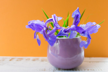  A bouquet of blue irises in a small lilac cup on an orange background.