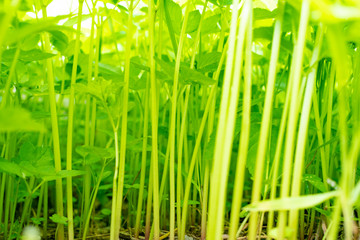 Obraz premium View of the stems of young grass