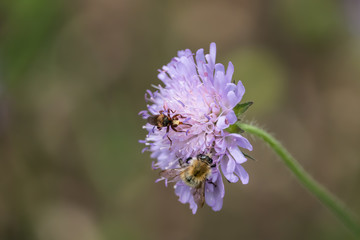 Thick-Headed Fly on FIeld Scabious Flowers in Springtime