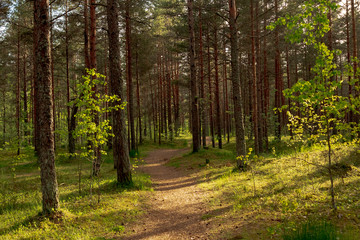 Fototapeta premium Trail in the forest. Evening time of day. Soft shadows, soft light. Natural colors.