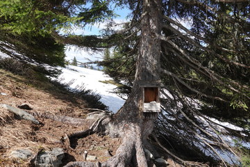 a salt box for the wild animals