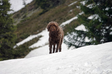 a hunting dog stand on snow and wait of a command