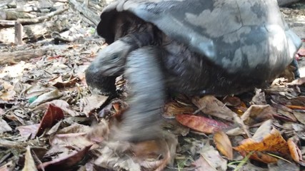 Search Photos Aldabra Search Photos Aldabra