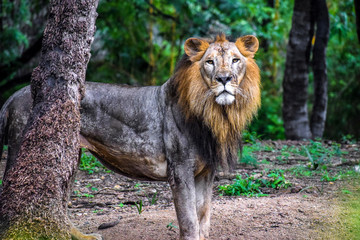Lion Male