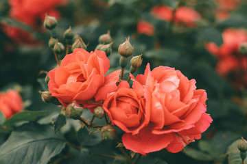 Beautiful bush of tea roses. Spring and summer flower.  Rose garden. Nature and botany theme.