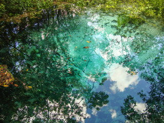 Sucuri river water surface, crystal clear, transparent blue river, suitable for diving and snorkeling, in Bonito, Mato Grosso do Sul, Brazil  