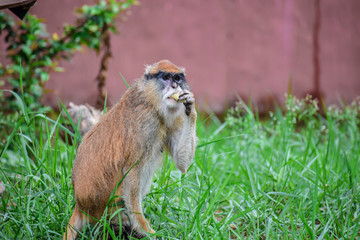 Patas monkey