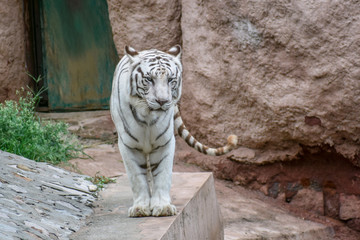 White Tiger