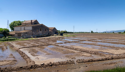Obraz premium Farm, Agricultural field freshly watered sunny day - Image