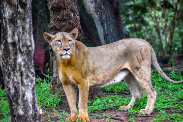 Lion Female