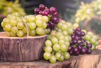 Concept of party or decoration with fruits. Beautiful assorted grapes on rustic wooden trunk, natural grapes direct from producer.