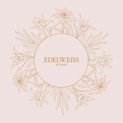 Edelweiss. Frame with edelweiss flowers on a pink background