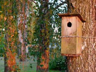 old big birdhouse on a birch tree.