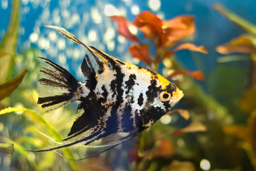 Exotic angelfish or freshwater angelfish in blue water. Pterophyllum scalare. It is native to the...