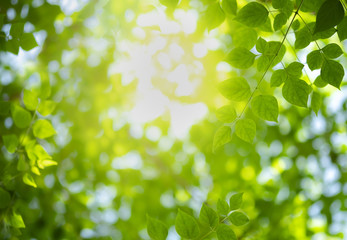 Fototapeta na wymiar Close up beautiful view of nature green leaves on blurred greenery tree background with sunlight in public garden park. It is landscape ecology and copy space for wallpaper and backdrop.
