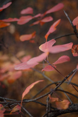 autumn leaves