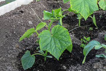 Green shoots of cucumbers grow in the garden