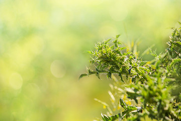 Thistle (Latin Carduus) or Silybum marianum (Latin Sílybum marianum). Herbaceous plant, used in...