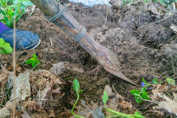 Gardener digging in the garden. Soil preparation for planting in spring. Gardening. Dig a shovel