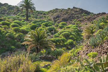 On the long distance trail from the village El Cercado down the Argaga ravine to the Valle Gran Rey on the canary island La Gomera