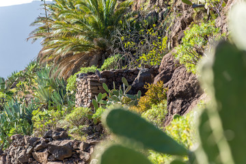 Stone shed on the hiking trail from the village El Cercado down the Argaga ravine to the Valle Gran Rey on the canary island La Gomera 