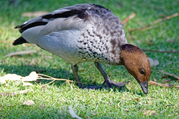 Männliche Mähnengans