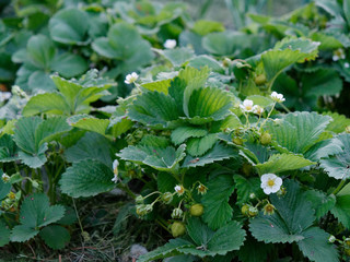 growing berries in the ground. garden strawberry