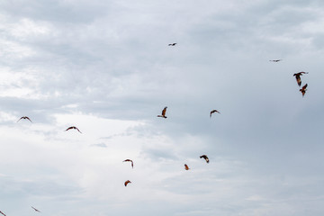 Group red eagle on the sky in nature at thailand