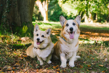 Two Corgi dogs at the park on sunny day beside tree