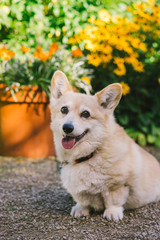 Two Corgi dogs at the park on sunny day