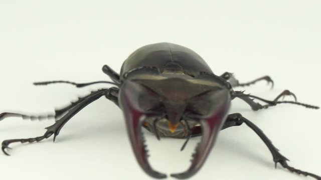 Lucanus cervus on white screen