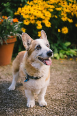 Two Corgi dogs at the park on sunny day