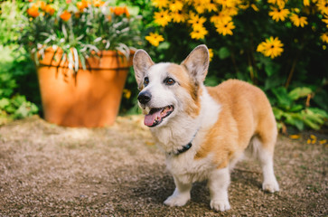 Two Corgi dogs at the park on sunny day